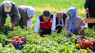 Yumaklı, Ayaş'ta Domates Hasadında: Üreticilerle Birlikte Topladı