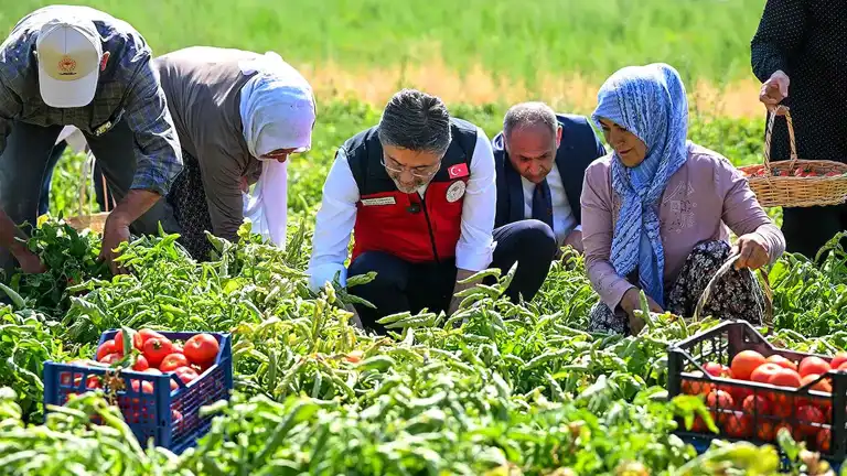 Yumaklı, Ayaş'ta Domates Hasadında: Üreticilerle Birlikte Topladı
